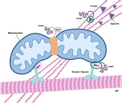 The relationship of alpha-synuclein to mitochondrial dynamics and quality control